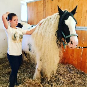 Irish Cob – Luxushengst - 6