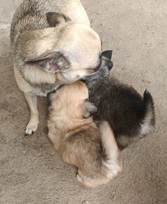 Chihuahua Welpen mit Stammbaum,Eltern mit Aust.Titeln - 7