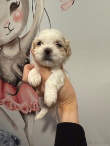 Shih-tzu  stammbaum haben Shih tzu Shi tzu si cu - 7