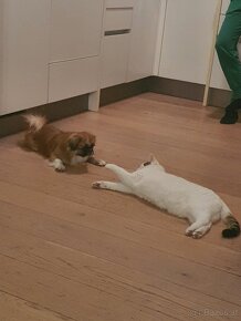 Pekinese 2 Jahre, 4 kg sucht - 7