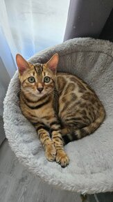 Bengal Katze - 7