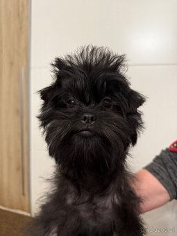 Affenpinscher with pedigree - 7