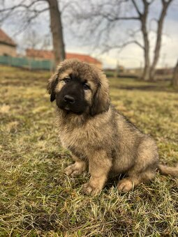 Kaukasischer Schäferhund Hund - 7