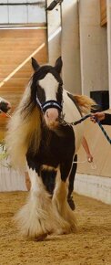 Irish Cob – Luxushengst - 7