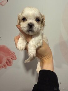 Shih-tzu  stammbaum haben Shih tzu Shi tzu si cu - 8