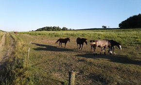 Jagdrevier 1000 Ha zu pachten und Landwirt. Boden in SK - 8