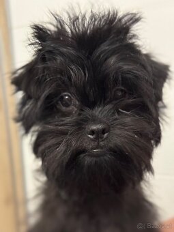 Affenpinscher with pedigree - 8