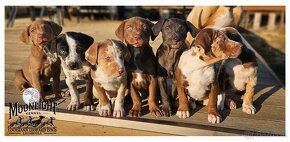 Louisiana 'Catahoula' Leopard Hund - Welpen verfügbar - 8