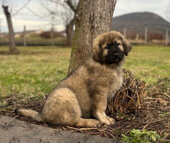 Kaukasischer Schäferhund Hund - 8