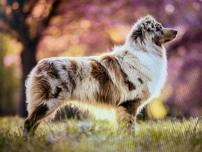 Australian shepherd Welpen - 8