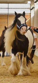 Irish Cob – Luxushengst - 8