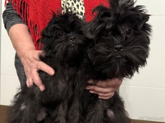 Affenpinscher with pedigree - 9